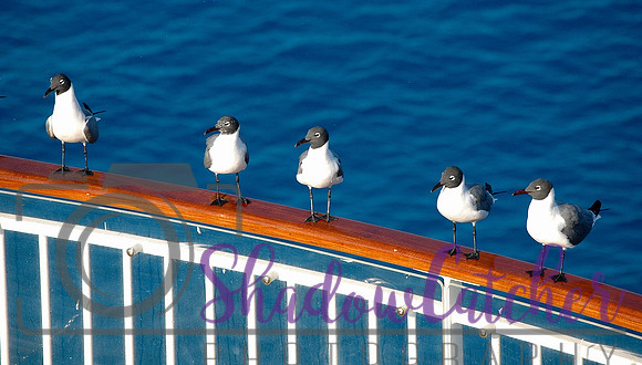 Birds On Board
