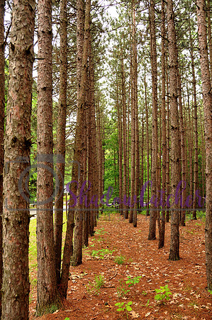 Tree Line