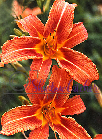 Tigerlillies