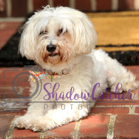 Wrigley_009