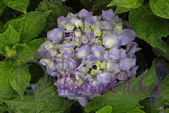 Hydrangea